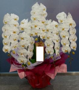 お祝い花＆母の日（越谷市）|「東武フラワー」　（埼玉県越谷市の花屋）のブログ