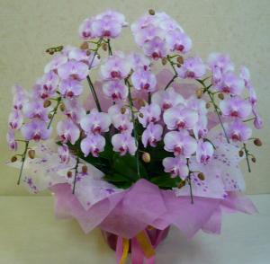 防災＆お祝い花（越谷市）|「東武フラワー」　（埼玉県越谷市の花屋）のブログ